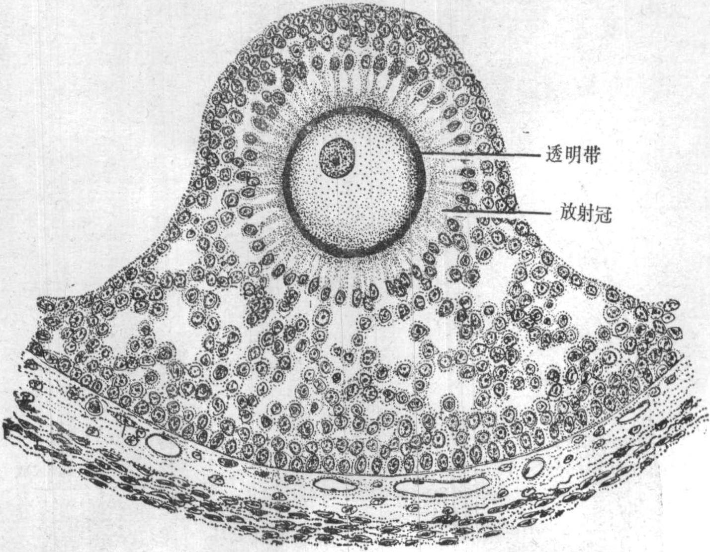 图13～6 成熟卵泡的卵丘